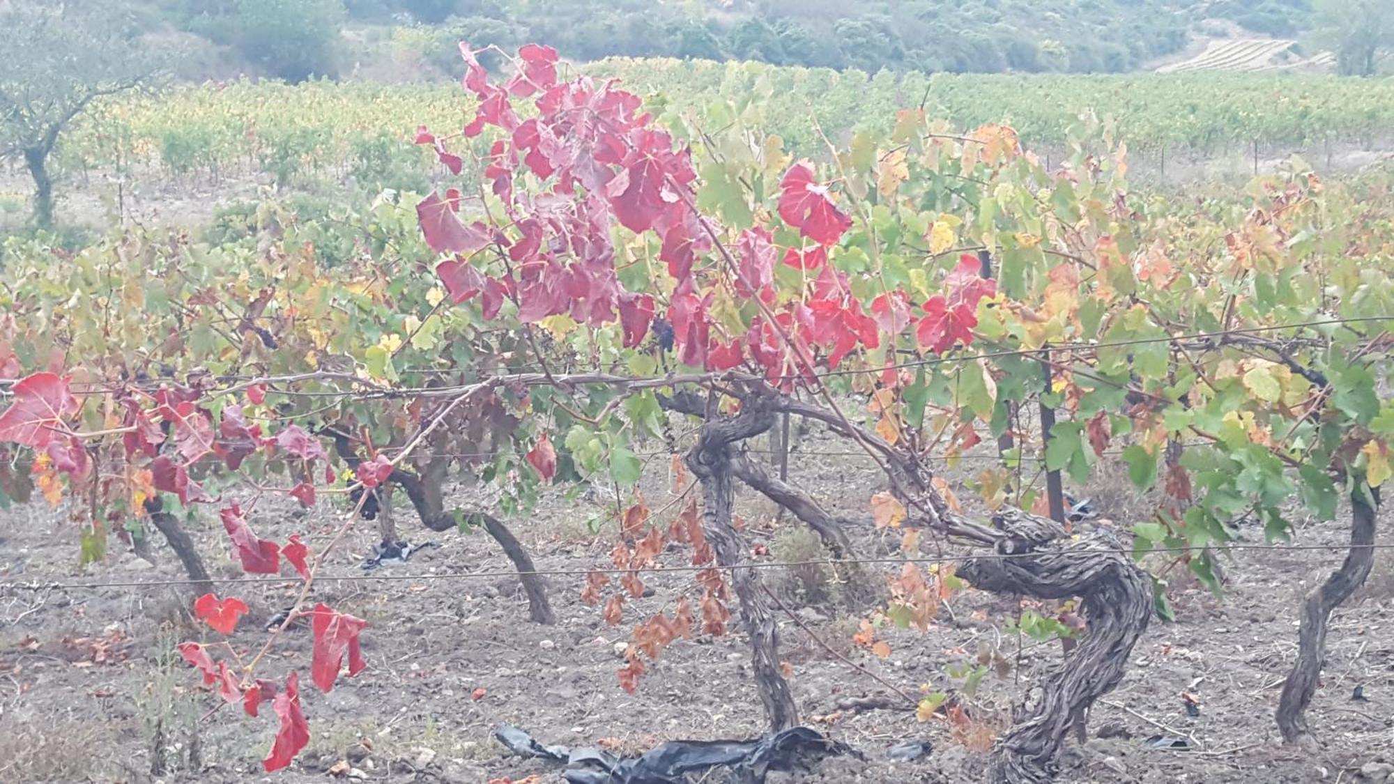 Gite Dans Ancienne Bergerie En Pleine Garrigue Fraisse-des-Corbieres Экстерьер фото